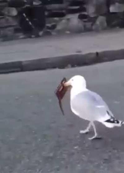 Throwing your wallet at a seagull
