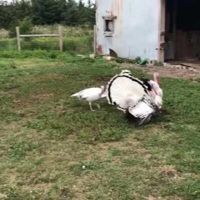 Baby cows meeting each other for the first time