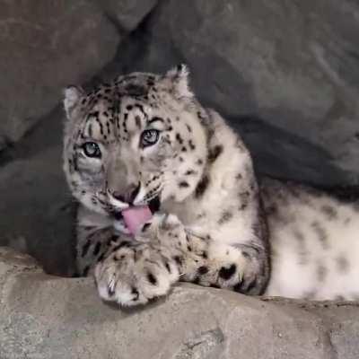 Posting snow leopards every day until I run out - Day 117