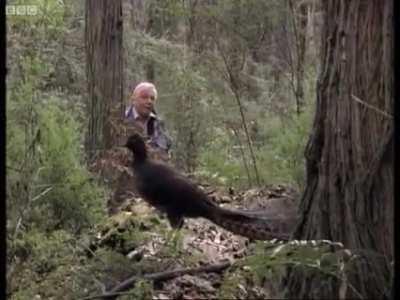 The most beautiful song in the world