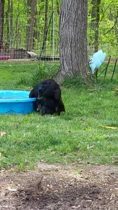 Springtime is in full swing here at the duck farm