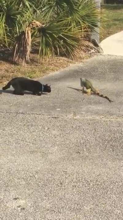 A cat and a lizard walk into a bar