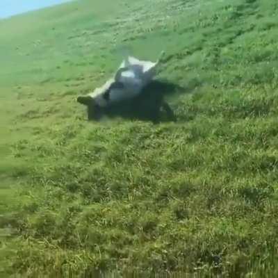 Happy doggo slides downhill