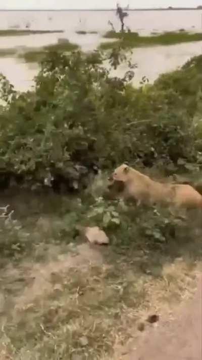 Baboon think they're a badass. Lioness says no
