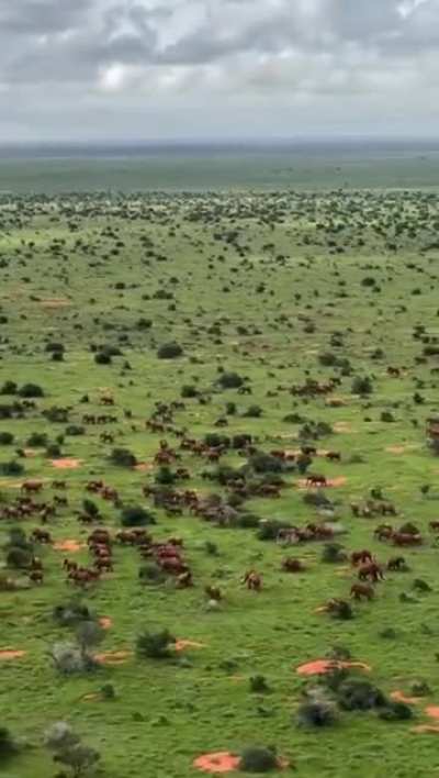 Herds of Elephants are reappearing in Africa
