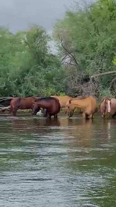 Herd of feral horses on the Salt river in Arizona