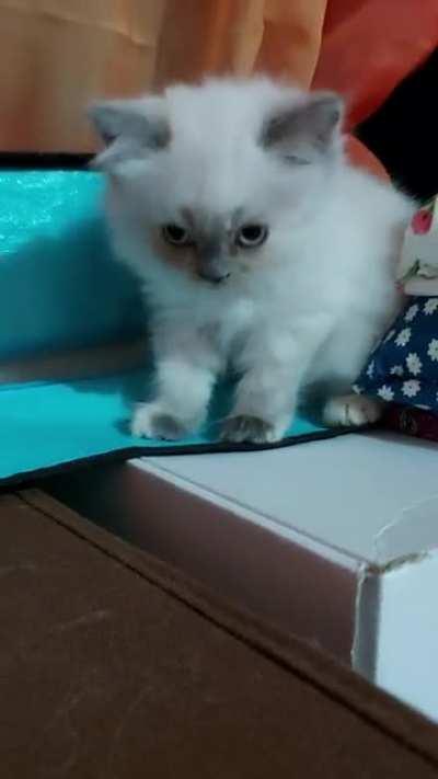 Lovely sweetie face. Kina is now 2 months old!