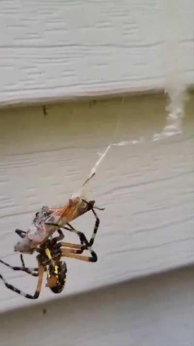 Spider wrapping it’s prey at light speed