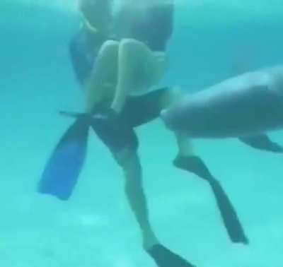 Woman swims with dolphin and quickly finds out
