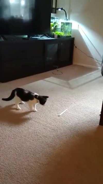 He's now 15lbs of monster.