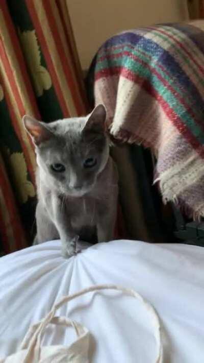 Our little rescue being surprised by the new placement of a pillow