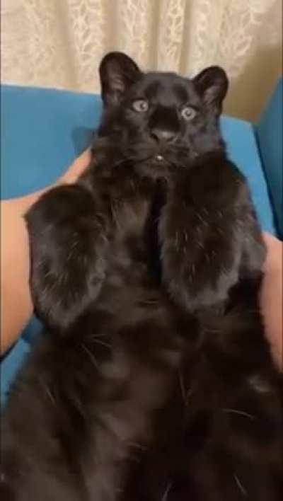 A baby black panther