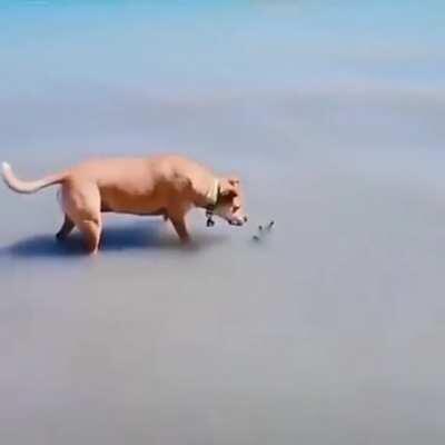 А шо это такое?