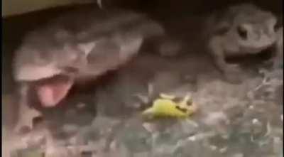 Your last three braincells trying to do something productive