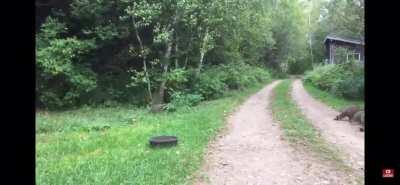 The Raccoon Whisperer