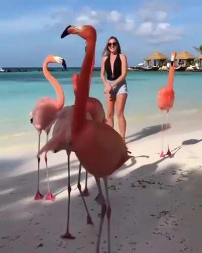 HMC while I dance with these flamencos