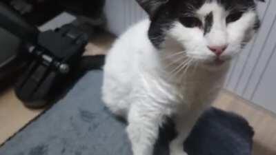 Sometimes she shouts in her sleep, I always wake her up as what if it's nightmares? (granny cat Jinx, age 20)