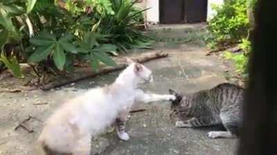 Pag di ka nag upvote sasapian ka ng masamang ispirito pag nag upvote kana aalisin nya say masamang ispirito