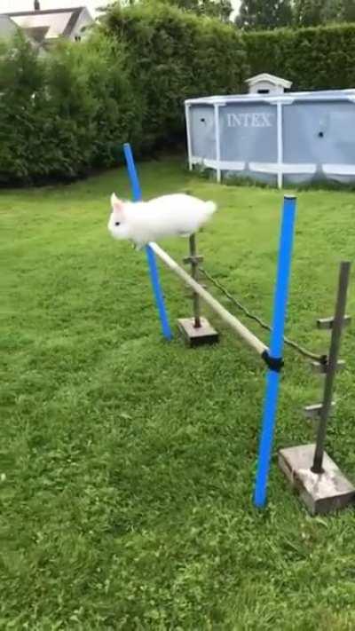 I like to call him the super rabbit