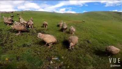 Celestial burial of a corona deceased patient in Tibet.