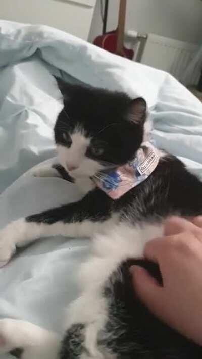 Nobody believes me when I say I have a cat that lives for belly rubs