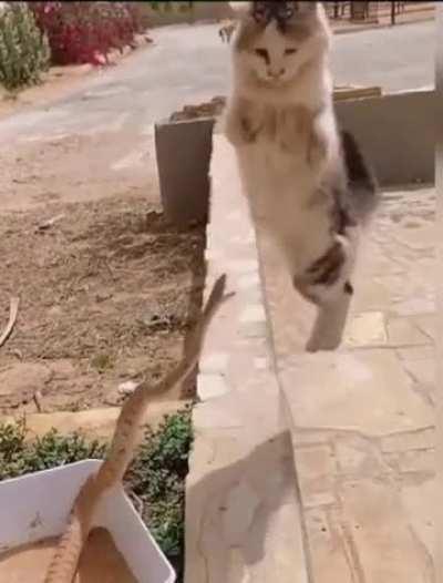 Mi gente me necesita