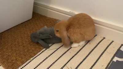 She flopped so hard next to her sister, I was a bit worried!