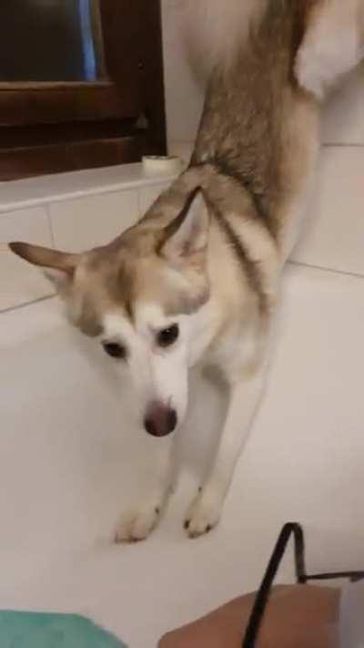 My husky-mix trying to avoid to get a shower