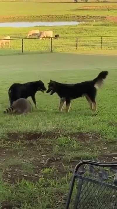 Raccoon and 2 doggos enjoying some play time together