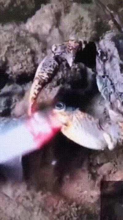 A crab killing a fish