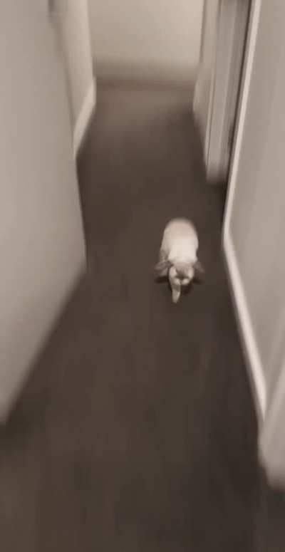 Poppa! I missed u 🐰