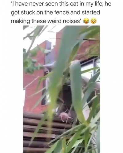 Who gave it the n word pass tho?