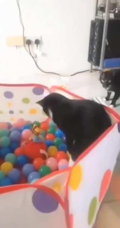 Catapulted 😵‍💫👉