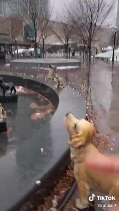This toronto fountain, with an out of place cat.