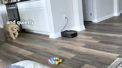 The Slow Puppy Stalk....