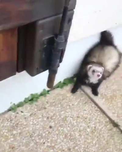 Just a ferret doing ferret things.