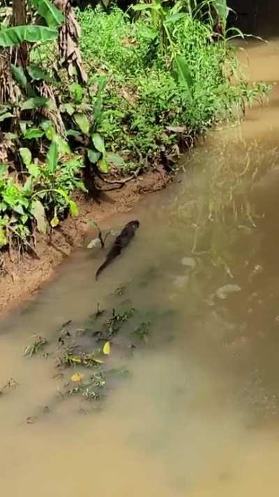 neotropical river otter in Quepos (nutria)