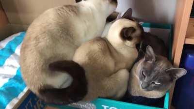 No box is ever too small if a cat wants to be in it 😆