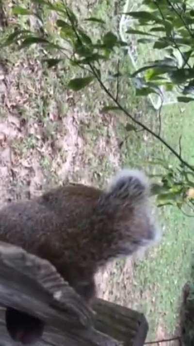 How to find nuts ... or ... 