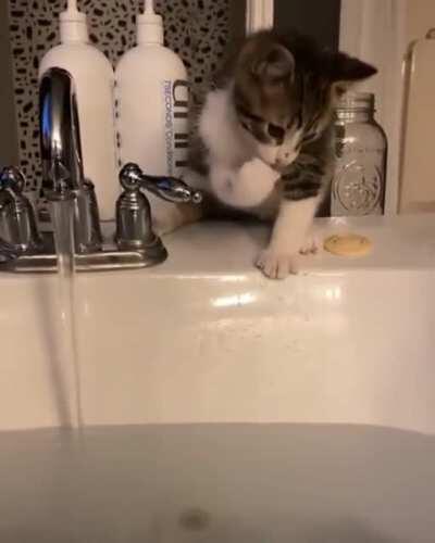 Slippery Paws By The Sink Ends With Wet Cat
