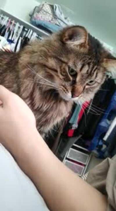 AANNNNNND no more pets