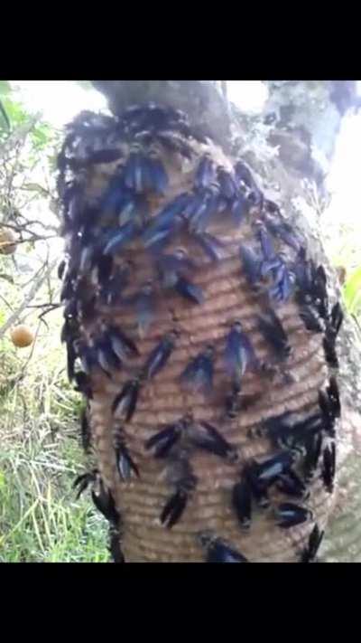 Warrior wasps make a sick beat