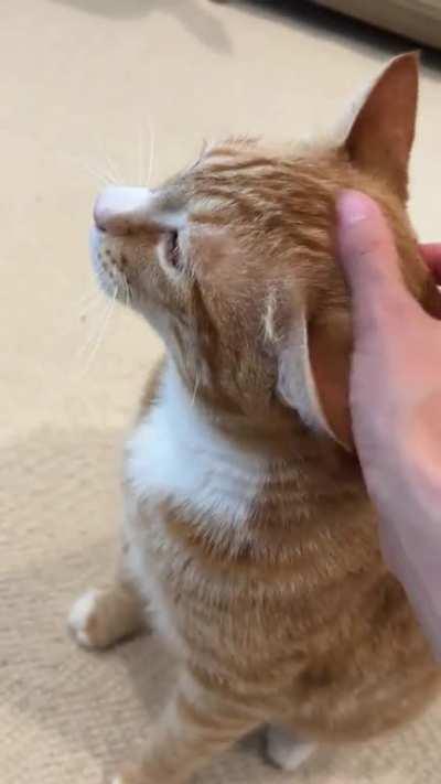 Demanding praise for dragging his blanket all the way downstairs (please forgive my family’s reaction noises🥲)