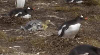 WCGW being a penguin