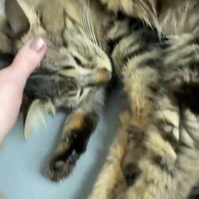 Cosmo's activation trills warm my heart