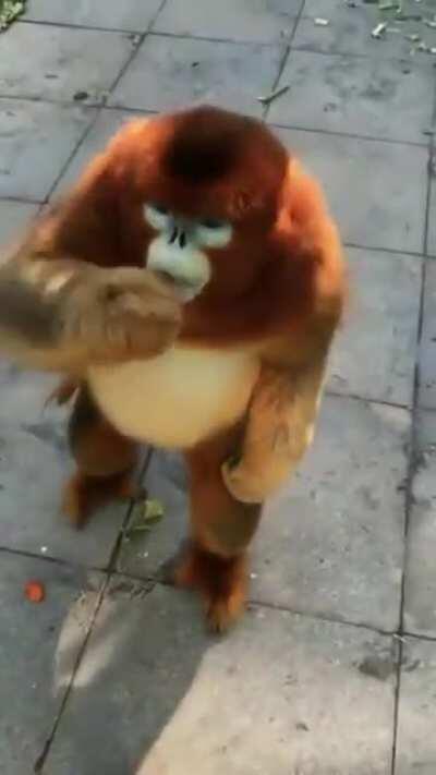 A golden snub nose monkey!!!