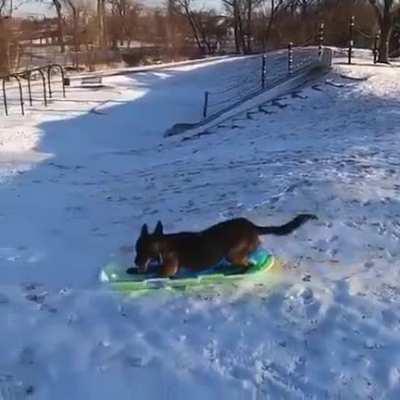 Someone is fond of sledding..
