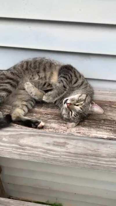 I present to you Tony Bologna.