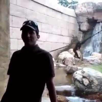 monkey was not monkeying around