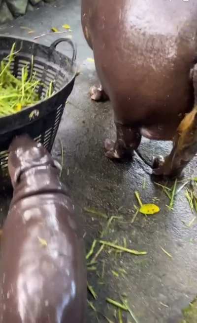 having an AWFUL day, but a moo throwback just made it much better 🥺🥺🥺🦛🦛